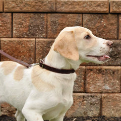 Circle T Latigo Leather Lead